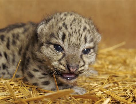 Como Zoo welcomes newborn snow leopard cub